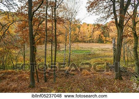 Pechsee, Grunewald, Berlin, Germany, Europe View Large Photo Image Stock Photo - Pechsee, Grunewald, Berlin, Germany, Europe. Fotosearch
