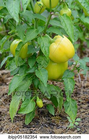 Picture - Pepper, variety 'Wiener Calvill (Capsicum spec. ). Fotosearch
