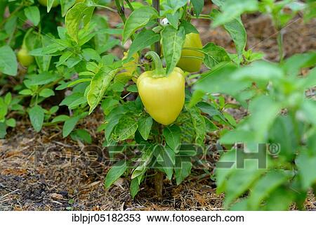 Stock Image - Pepper, variety 'Wiener Calvill (Capsicum spec. ). Fotosearch