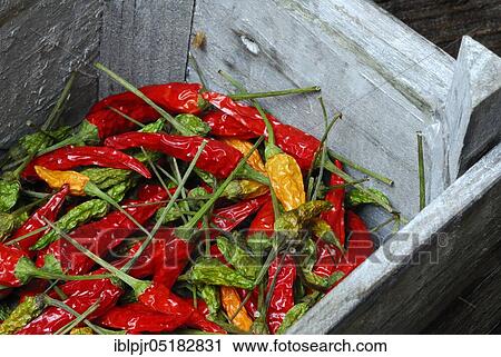 Peppers, hot peppers, chillies, chilli, cayenne, cayenne pepper (Capsicum frutescens), piri-piri, tabasco, jute bag View Large Photo Image Stock Image - Peppers, hot peppers, chillies, chilli, cayenne, cayenne pepper (Capsicum frutescens), piri-piri, tabasco, jute bag. Fotosearch