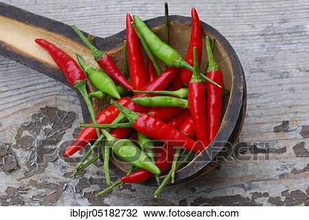 Peppers in wooden shovel, chillies, chillies, chillies, cayenne, cayenne pepper (Capsicum frutescens), piri-piri, Tabasco View Large Photo Image Stock Image - Peppers in wooden shovel, chillies, chillies, chillies, cayenne, cayenne pepper (Capsicum frutescens), piri-piri, Tabasco. Fotosearch