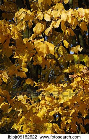 Stock Image - Persian ironwood ( Parrotia persica). Fotosearch