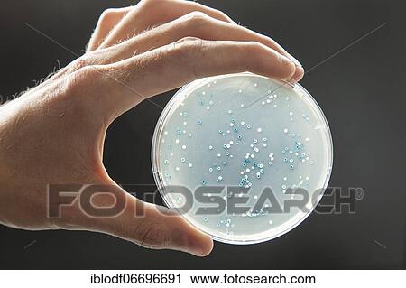 Petri dish with a transformation of (E. ) coli bacteria View Large Photo Image Stock Image - Petri dish with a transformation of (E. ) coli bacteria. Fotosearch