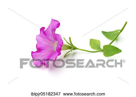 Stock Photo - Petunia (Petunia hybrid). Fotosearch