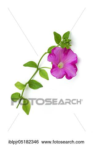 Petunia (Petunia hybrid) View Large Photo Image Stock Photograph - Petunia (Petunia hybrid). Fotosearch