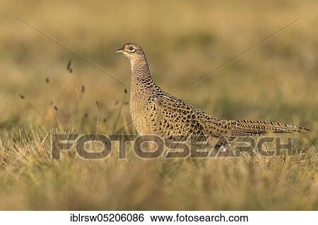 Stock Photograph - Pheasant (Phasianus colchicus) female, Poland, Europe. Fotosearch