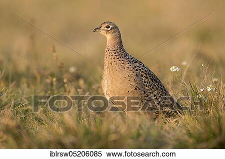 Stock Photography - Pheasant (Phasianus colchicus) female, Poland, Europe. Fotosearch