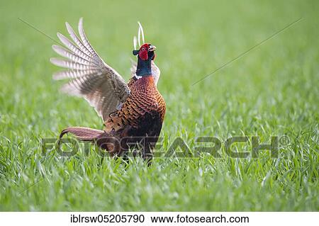 Stock Image - Pheasant (Phasianus colchicus) male, Lower Saxony, Germany, Europe. Fotosearch