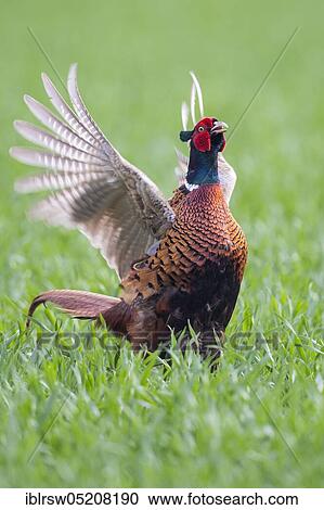 Stock Image - Pheasant (Phasianus colchicus) male, Lower Saxony, Germany, Europe. Fotosearch