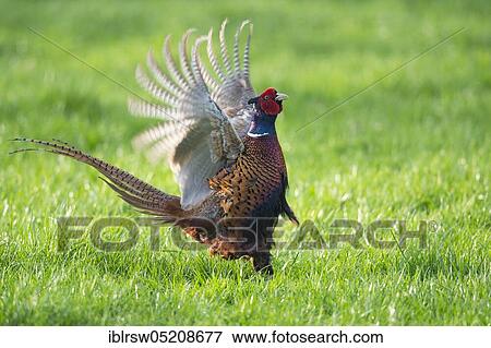 Pheasant (Phasianus colchicus) male, Lower Saxony, Germany, Europe View Large Photo Image Stock Photo - Pheasant (Phasianus colchicus) male, Lower Saxony, Germany, Europe. Fotosearch