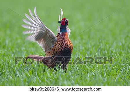 Pheasant (Phasianus colchicus) male, Lower Saxony, Germany, Europe View Large Photo Image Stock Photograph - Pheasant (Phasianus colchicus) male, Lower Saxony, Germany, Europe. Fotosearch