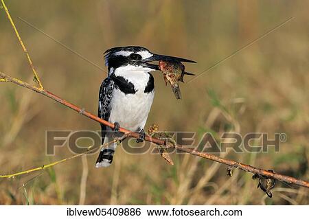 Stock Photograph - Pied kingfisher (Ceryle rudis) Chobe River, Chobe River National Park, Botswana, Africa. Fotosearch