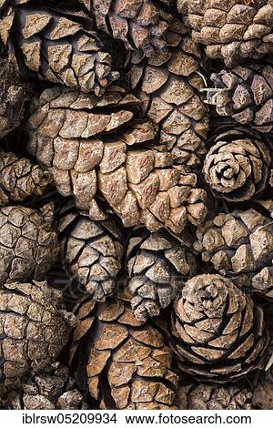 Picture - Pine cone, Lower Saxony, Germany, Europe. Fotosearch