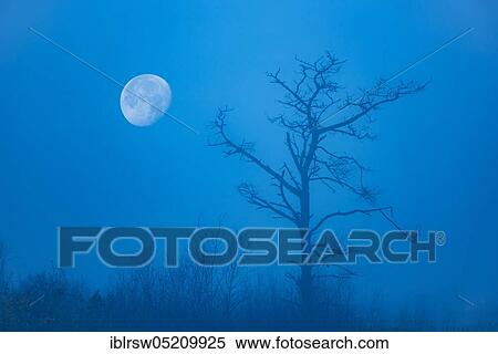 Pine, moonrise, Goldenstedter Moor, Lower Saxony, Germany, Europe View Large Photo Image Stock Photography - Pine, moonrise, Goldenstedter Moor, Lower Saxony, Germany, Europe. Fotosearch