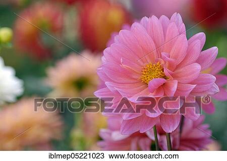 Pink dahlia (dahlia) View Large Photo Image Stock Image - Pink dahlia (dahlia). Fotosearch