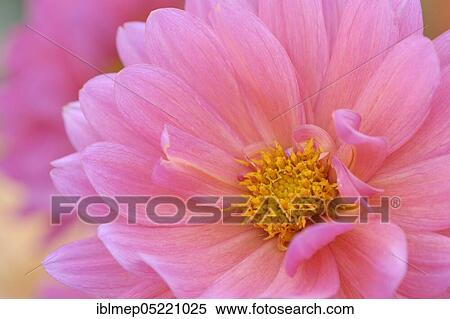 Pink dahlia (dahlia) View Large Photo Image Stock Photography - Pink dahlia (dahlia). Fotosearch