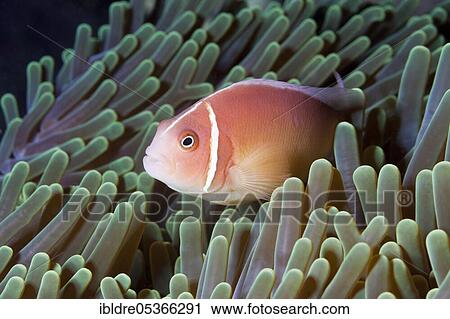Pink skunk clownfish (Amphiprion perideraion), Florida Islands, Solomon Islands, Oceania View Large Photo Image Stock Image - Pink skunk clownfish (Amphiprion perideraion), Florida Islands, Solomon Islands, Oceania. Fotosearch