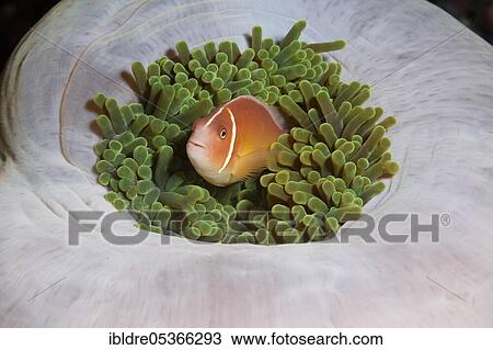 Pink skunk clownfish (Amphiprion perideraion), Florida Islands, Solomon Islands, Oceania View Large Photo Image Stock Image - Pink skunk clownfish (Amphiprion perideraion), Florida Islands, Solomon Islands, Oceania. Fotosearch