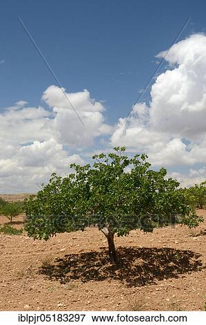 Stock Photo - Pistachios (Pistacia vera) in Plantation, Antep-, Gaziantep Province, Turkey, Asia. Fotosearch
