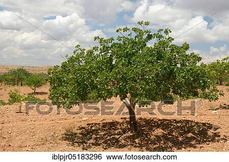 Stock Photograph - Pistachios (Pistacia vera) in Plantation, Antep-, Gaziantep Province, Turkey, Asia. Fotosearch