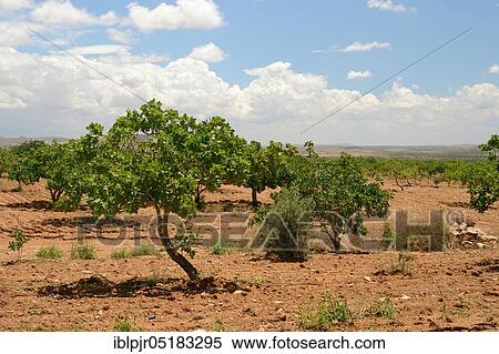 Pistachios (Pistacia vera) in Plantation, Antep-, Gaziantep Province, Turkey, Asia View Large Photo Image Stock Photography - Pistachios (Pistacia vera) in Plantation, Antep-, Gaziantep Province, Turkey, Asia. Fotosearch