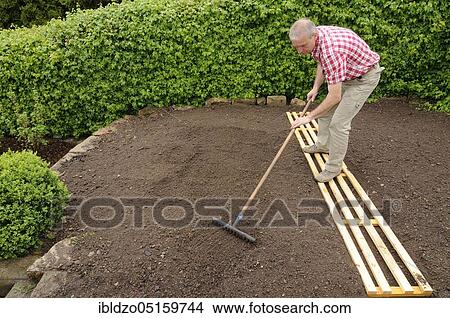 Place potatoes (Solanum tuberosum), prepare the bed, potato View Large Photo Image Picture - Place potatoes (Solanum tuberosum), prepare the bed, potato. Fotosearch