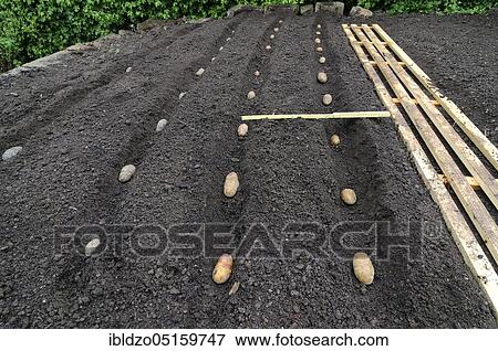 Place potatoes (Solanum tuberosum), bed, potatoes, potato rows View Large Photo Image Stock Photo - Place potatoes (Solanum tuberosum), bed, potatoes, potato rows. Fotosearch