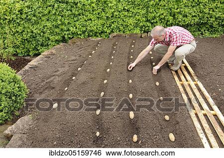 Stock Photograph - Place potatoes (Solanum tuberosum), bed, potato. Fotosearch