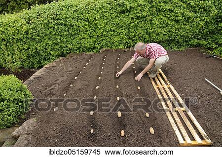 Place potatoes (Solanum tuberosum), bed, potato View Large Photo Image Stock Photography - Place potatoes (Solanum tuberosum), bed, potato. Fotosearch