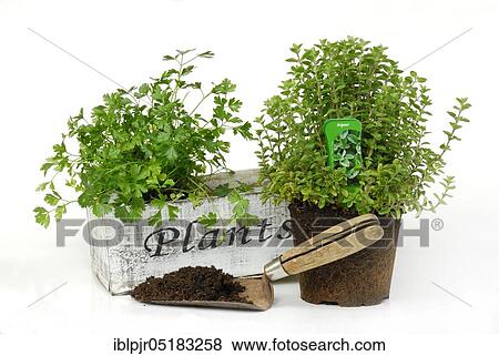 Stock Photo - Planting herbs in boxes, Parsley (Petroselinum crispum) and Oregano (Origanum vulgare) flower box. Fotosearch