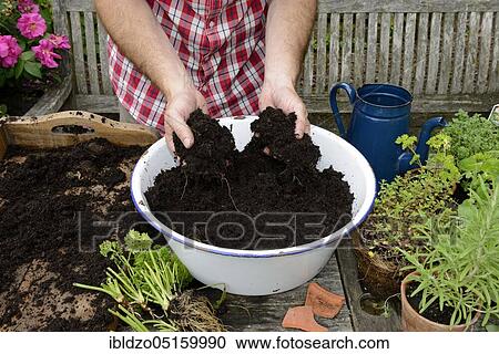 Planting of a plant pot with herbs, filling of potting soil, basil (Ocimum basilicum), parsley (Petroselinum crispum), rosemary (Rosmarinus officinalis), marjoram (Origanum majorana) (Thymus vulgaris), potting soil View Large Photo Image Stock Image - Planting of a plant pot with herbs, filling of potting soil, basil (Ocimum basilicum), parsley (Petroselinum crispum), rosemary (Rosmarinus officinalis), marjoram (Origanum majorana) (Thymus vulgaris), potting soil. Fotosearch