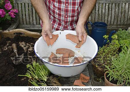 Planting of a plant pot with herbs, lining with clay fragments, basil (Ocimum basilicum), parsley (Petroselinum crispum), rosemary (Rosmarinus officinalis), marjoram (Origanum majorana) (Thymus vulgaris) View Large Photo Image Stock Photo - Planting of a plant pot with herbs, lining with clay fragments, basil (Ocimum basilicum), parsley (Petroselinum crispum), rosemary (Rosmarinus officinalis), marjoram (Origanum majorana) (Thymus vulgaris). Fotosearch