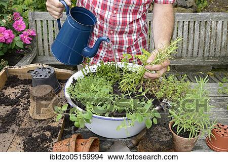 Planting of plant pots with herbs, watering, watering can, basil (Ocimum basilicum), parsley (Petroselinum crispum), thyme, rosemary (Rosmarinus officinalis), marjoram (Origanum majorana) (Thymus vulgaris), watering, watering View Large Photo Image Picture - Planting of plant pots with herbs, watering, watering can, basil (Ocimum basilicum), parsley (Petroselinum crispum), thyme, rosemary (Rosmarinus officinalis), marjoram (Origanum majorana) (Thymus vulgaris), watering, watering. Fotosearch
