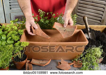 Planting of plant pots with herbs, lining with clay fragments, basil (Ocimum basilicum), parsley (Petroselinum crispum), thyme, savory (Thymus vulgaris) (Satureja montana) View Large Photo Image Stock Image - Planting of plant pots with herbs, lining with clay fragments, basil (Ocimum basilicum), parsley (Petroselinum crispum), thyme, savory (Thymus vulgaris) (Satureja montana). Fotosearch