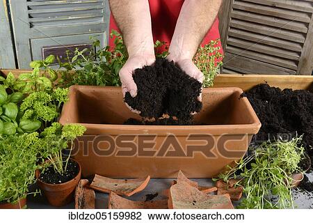 Planting of plant pots with herbs, filling of potting soil, basil (Ocimum basilicum), parsley (Petroselinum crispum), thyme, savory (Thymus vulgaris) (Satureja montana), potting soil View Large Photo Image Stock Image - Planting of plant pots with herbs, filling of potting soil, basil (Ocimum basilicum), parsley (Petroselinum crispum), thyme, savory (Thymus vulgaris) (Satureja montana), potting soil. Fotosearch
