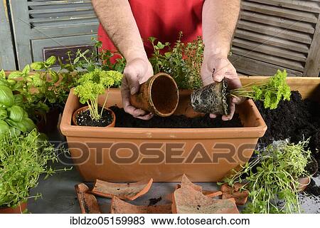 Planting of plant pots with herbs, basil (Ocimum basilicum), parsley (Petroselinum crispum), thyme, savory (Thymus vulgaris) (Satureja montana) View Large Photo Image Stock Image - Planting of plant pots with herbs, basil (Ocimum basilicum), parsley (Petroselinum crispum), thyme, savory (Thymus vulgaris) (Satureja montana). Fotosearch
