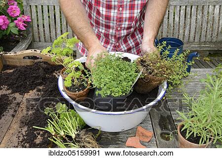 Planting of plant pots with herbs, basil (Ocimum basilicum), parsley (Petroselinum crispum), thyme, rosemary (Rosmarinus officinalis), marjoram (Origanum majorana) (Thymus vulgaris) View Large Photo Image Stock Image - Planting of plant pots with herbs, basil (Ocimum basilicum), parsley (Petroselinum crispum), thyme, rosemary (Rosmarinus officinalis), marjoram (Origanum majorana) (Thymus vulgaris). Fotosearch