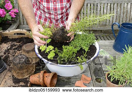 Planting of plant pots with herbs, basil (Ocimum basilicum), parsley (Petroselinum crispum), thyme, rosemary (Rosmarinus officinalis), marjoram (Origanum majorana) (Thymus vulgaris) View Large Photo Image Stock Image - Planting of plant pots with herbs, basil (Ocimum basilicum), parsley (Petroselinum crispum), thyme, rosemary (Rosmarinus officinalis), marjoram (Origanum majorana) (Thymus vulgaris). Fotosearch