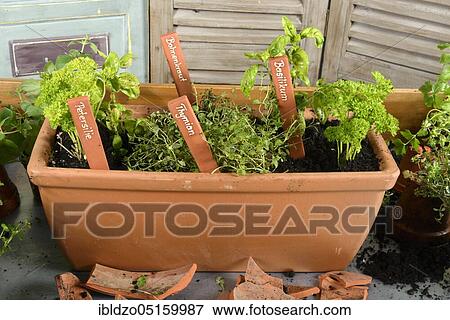 Planting of plant pots with herbs, basil (Ocimum basilicum), parsley (Petroselinum crispum), thyme, savory (Thymus vulgaris) (Satureja montana) View Large Photo Image Stock Photo - Planting of plant pots with herbs, basil (Ocimum basilicum), parsley (Petroselinum crispum), thyme, savory (Thymus vulgaris) (Satureja montana). Fotosearch
