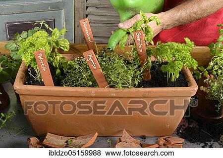 Planting of plant pots with herbs, watering, watering, basil (Ocimum basilicum), parsley (Petroselinum crispum), thyme, savory (Thymus vulgaris) (Satureja montana), watering View Large Photo Image Stock Photo - Planting of plant pots with herbs, watering, watering, basil (Ocimum basilicum), parsley (Petroselinum crispum), thyme, savory (Thymus vulgaris) (Satureja montana), watering. Fotosearch