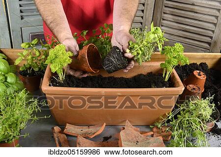 Planting of plant pots with herbs, basil (Ocimum basilicum), parsley (Petroselinum crispum), thyme, savory (Thymus vulgaris) (Satureja montana) View Large Photo Image Stock Photograph - Planting of plant pots with herbs, basil (Ocimum basilicum), parsley (Petroselinum crispum), thyme, savory (Thymus vulgaris) (Satureja montana). Fotosearch