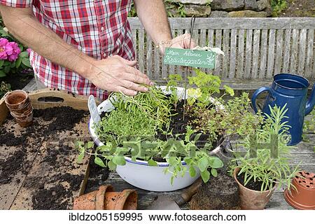 Planting of plant pots with herbs, basil (Ocimum basilicum), parsley (Petroselinum crispum), thyme, rosemary (Rosmarinus officinalis), marjoram (Origanum majorana) (Thymus vulgaris) View Large Photo Image Stock Photography - Planting of plant pots with herbs, basil (Ocimum basilicum), parsley (Petroselinum crispum), thyme, rosemary (Rosmarinus officinalis), marjoram (Origanum majorana) (Thymus vulgaris). Fotosearch