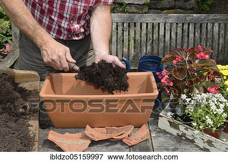 Planting plant container, filling in potting soil, Chrysanthemum, asthma weed, barfweed, Indian tobacco, heaveleaf, pukeweed, retchwort, fool's bane, vomitwort, summer flowers, Begonia, (Chrysanthemum spec. ), (Begonia cultivars), (Allysum spec. ), (Lobe... View Large Photo Image Stock Photo - Planting plant container, filling in potting soil, Chrysanthemum, asthma weed, barfweed, Indian tobacco, heaveleaf, pukeweed, retchwort, fool's bane, vomitwort, summer flowers, Begonia, (Chrysanthemum spec. ), (Begonia cultivars), (Allysum spec. ), (Lobe.... Fotosearch