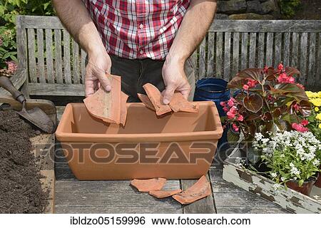 Planting plant container, filling in broken claypot, Chrysanthemum, asthma weed, barfweed, Indian tobacco, heaveleaf, pukeweed, retchwort, fool's bane, vomitwort, summer flowers, Begonia, (Chrysanthemum spec. ), (Begonia cultivars), (Allysum spec. ), (Lo... View Large Photo Image Stock Photograph - Planting plant container, filling in broken claypot, Chrysanthemum, asthma weed, barfweed, Indian tobacco, heaveleaf, pukeweed, retchwort, fool's bane, vomitwort, summer flowers, Begonia, (Chrysanthemum spec. ), (Begonia cultivars), (Allysum spec. ), (Lo.... Fotosearch