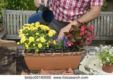 Planting summer flowers in plant pots, chrysanthemums (Chrysanthemum), begonias, slanting leaf, lobelias (Lobelias), stonewort (Begonia cultivars) (Allysum), potting soil, watering can View Large Photo Image Stock Image - Planting summer flowers in plant pots, chrysanthemums (Chrysanthemum), begonias, slanting leaf, lobelias (Lobelias), stonewort (Begonia cultivars) (Allysum), potting soil, watering can. Fotosearch