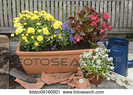 Planting summer flowers in plant pots, chrysanthemums (Chrysanthemum), begonias, slanting leaf, lobelias (Lobelias), stonewort (Begonia cultivars) (Allysum), potting soil, watering can View Large Photo Image Stock Image - Planting summer flowers in plant pots, chrysanthemums (Chrysanthemum), begonias, slanting leaf, lobelias (Lobelias), stonewort (Begonia cultivars) (Allysum), potting soil, watering can. Fotosearch