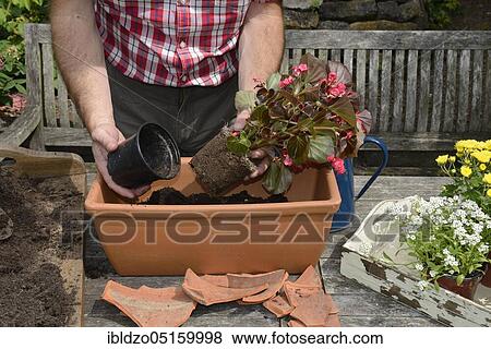 Stock Photo - Planting summer flowers in plant pots, chrysanthemums (Chrysanthemum), begonias, slanting leaf, lobelias (Lobelias), stonewort (Begonia cultivars) (Allysum), potting soil. Fotosearch