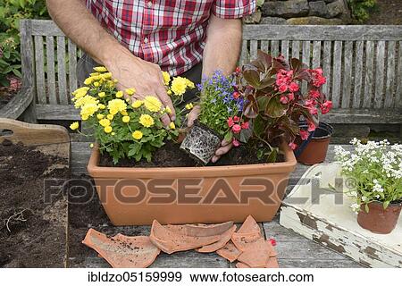 Planting summer flowers in plant pots, chrysanthemums (Chrysanthemum), begonias, slanting leaf, lobelias (Lobelias), stonewort (Begonia cultivars) (Allysum), potting soil View Large Photo Image Stock Photo - Planting summer flowers in plant pots, chrysanthemums (Chrysanthemum), begonias, slanting leaf, lobelias (Lobelias), stonewort (Begonia cultivars) (Allysum), potting soil. Fotosearch