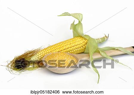 Polenta, maize, corn semolina, maize semolina, corn on the corn corn corn corn corn corn corn corn corn cob, maize flour, wooden spoon View Large Photo Image Stock Photograph - Polenta, maize, corn semolina, maize semolina, corn on the corn corn corn corn corn corn corn corn corn cob, maize flour, wooden spoon. Fotosearch