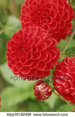 Pompon-Dahlia (Dahlia spec. ) Sieckmann's fireball, 1934 View Large Photo Image Stock Photo - Pompon-Dahlia (Dahlia spec. ) Sieckmann's fireball, 1934. Fotosearch